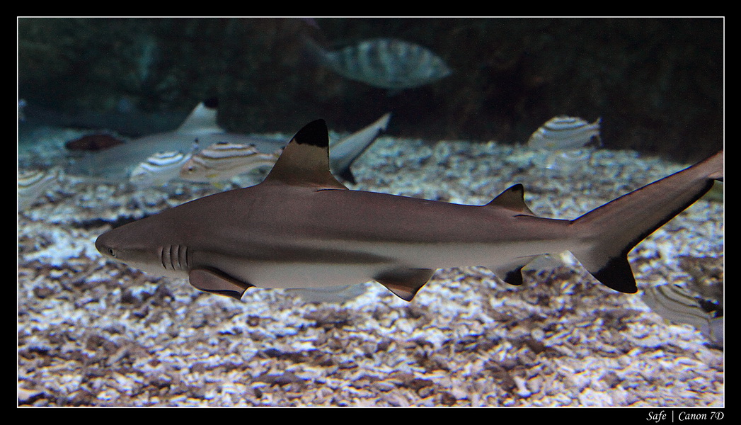 2012 - 06 - Dubai - 155